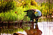 Eagle in water LL.jpg