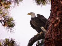 Bald Eagle NC.jpg