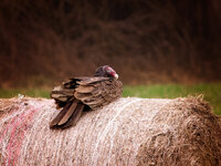 Turkey Vulture.jpg