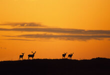 Big-Mule-Deer-Drive-2048x1398.jpg