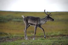 Caribou 23.jpg