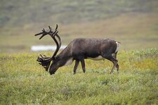 Caribou 22.jpg