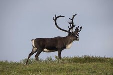 Caribou 20.jpg