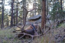 Elk Trophy Shot 35mm.jpg