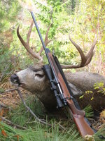 Peshastin buck 2008.jpg