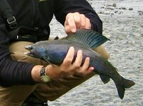 Grayling.06 029 2.jpg