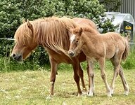 IcelandicHorse.jpeg