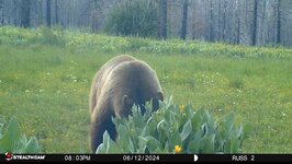 boar front.jpg boar front.jpg
