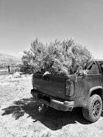 antelope brush pile.jpg