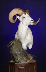 Dall Sheep Taxidermy Mount (4)-3.jpg