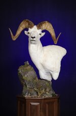 Dall Sheep Taxidermy Mount (5)-2-copy.jpg