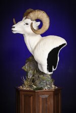 Dall Sheep Taxidermy Mount (6)-2.jpg