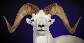 Dall Sheep Taxidermy Mount (1)-2.jpg