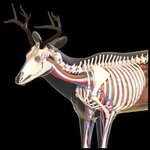 Deer skeleton.jpeg