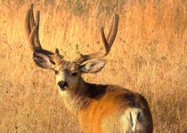 muley_buck_Aug8_1mb.jpg