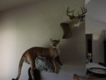 Cougar mount.JPG