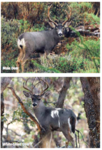 Mule Deer vs Coues.png