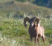 S79 Ram.jpeg