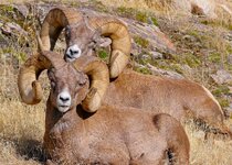 bighorns_Thurs.jpg