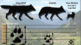 wolf-vs-coyote.jpg