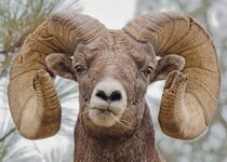 ram_Sept15.jpg