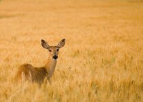 wheat_deer.jpg