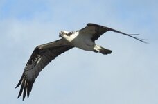 Osprey3.JPG