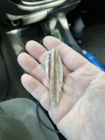 7B9555EB-0AF4-4744-942C-DA0011626A4B.jpeg 7B9555EB-0AF4-4744-942C-DA0011626A4B.jpeg