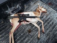 Pronghorn 6.5 Grendel.jpg