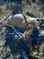 Colorado Elk 2022.jpg