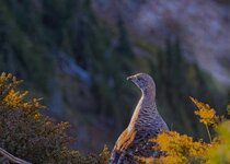 Grouse_13Oct.jpg