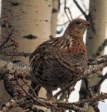 ruffed_grouse_aspen.jpg