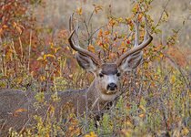 Oct9_muleybuck.jpg