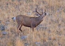 Oct27_muley.jpg