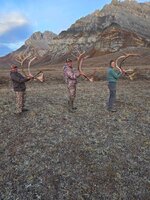 Group caribou.JPG