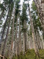 Hinchinbrook trees.jpg