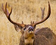 muley_rut.jpg