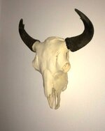 Bison Skull.JPG