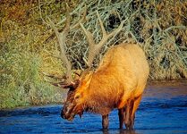 bull_elk_Nov8.jpg