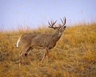 whitetailbuck_18Nove.jpg