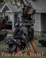 doberman-you-called.jpg