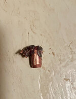 IMG_3153.jpeg