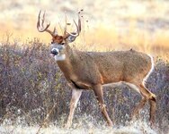 Nov21WhitetailBuck.jpg