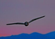 shortearedowl_oct10evening.jpg