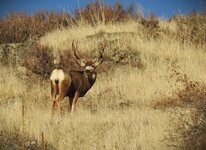 Mulie buck.jpg