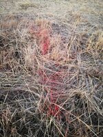 IMG_20201122_170613.jpg