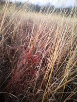 IMG_20201122_170446.jpg