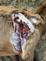 IMG_5847.jpeg