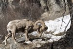 Bighorn_m.jpg