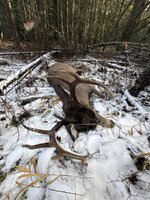 IMG_9690.jpeg